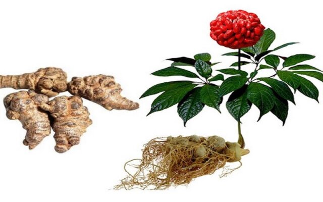 dược liệu Tây Bắc