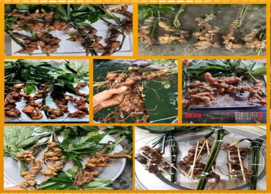 Dược liệu Tây Bắc ngâm rượu