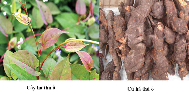 Hà thủ ô có tác dụng gì