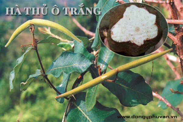 Hà thủ ô trắng, tác dụng và cách dùng Hà thủ ô trắng, tác dụng và cách dùng