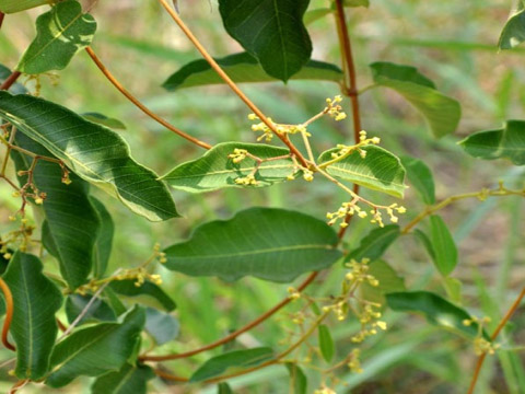 Lá hà thủ ô và tất tần tật những điều bạn cần biết