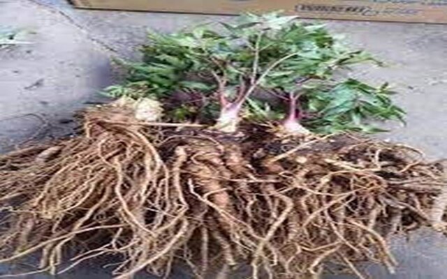 Cách ngâm rượu sâm đương quy Cách ngâm rượu sâm đương quy