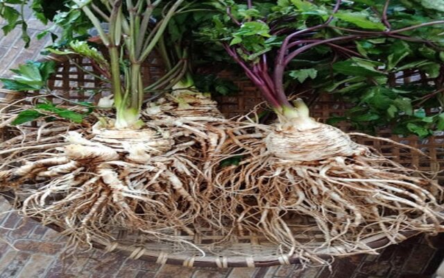 Tác dụng của sâm đương quy