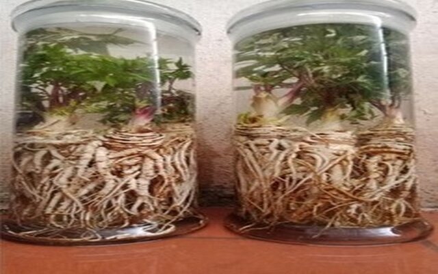 Sâm Đương quy ngâm rượu