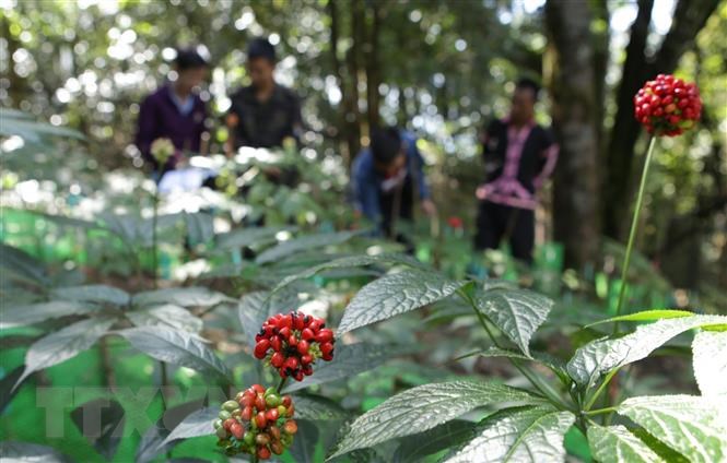 Sâm Ngọc Linh Lai Châu có tốt không? Sâm Ngọc Linh Lai Châu có tốt không?
