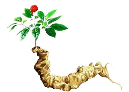 Sâm Ngọc Linh Lai Châu có tốt không? Sâm Ngọc Linh Lai Châu có tốt không?