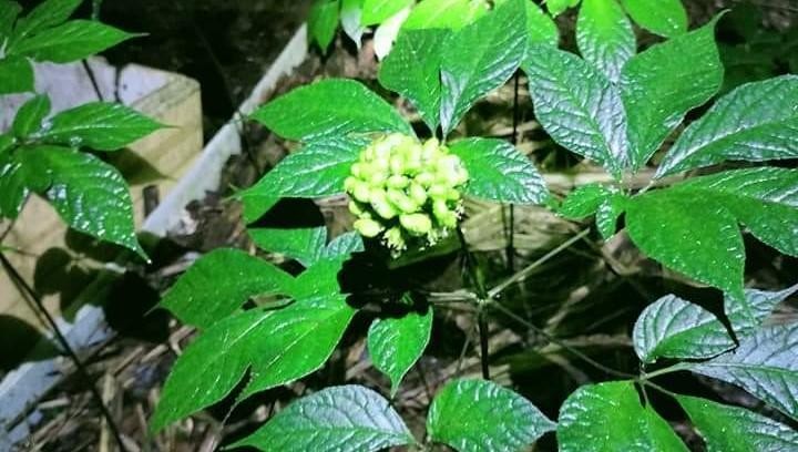 Sâm Ngọc Linh Lai Châu có tốt không? Sâm Ngọc Linh Lai Châu có tốt không?