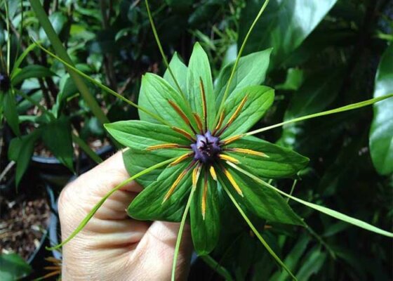 dược liệu quý Tây Bắc