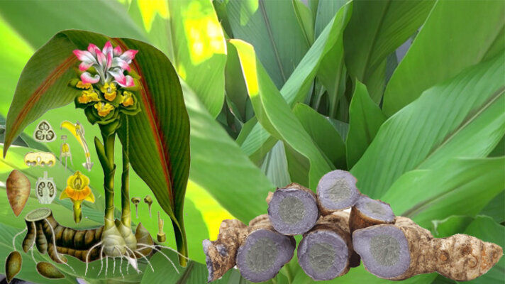 Công dụng nghệ đen như thế nào