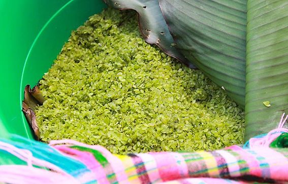 Cách nấu xôi cốm Tây Bắc ngon, dẻo thơm chuẩn vị