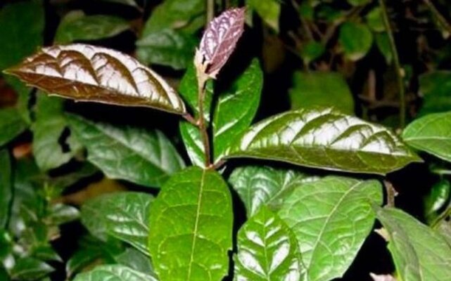 01 số tác dụng của cà gai leo và xạ đen 01 số tác dụng của cà gai leo và xạ đen