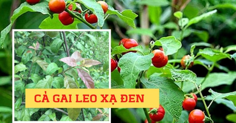 Giải mã cho bạn: Thuốc giải độc gan cà gai leo xạ đen Giải mã cho bạn: Thuốc giải độc gan cà gai leo xạ đen