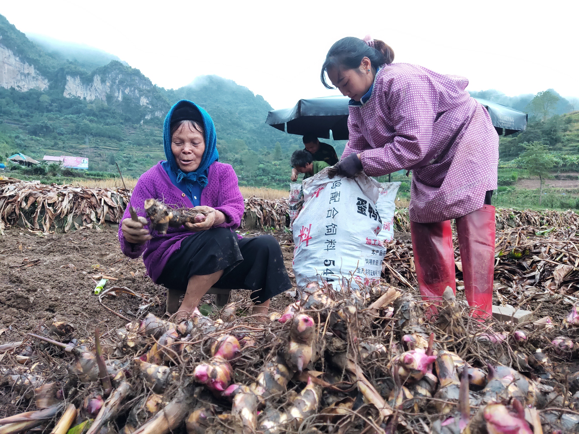 Củ dong làm miến, loại củ quen thuộc với người Việt