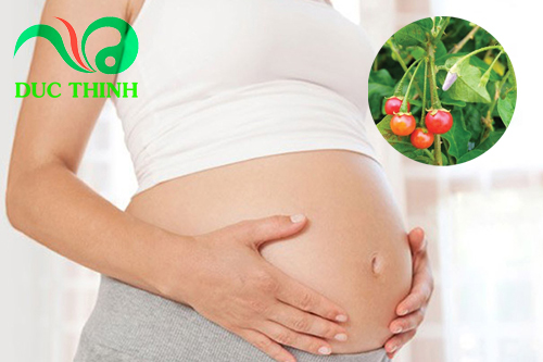 Uống cà gai leo có bị tụt huyết áp không Uống cà gai leo có bị tụt huyết áp không