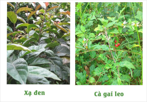 01 số tác dụng của cà gai leo và xạ đen 01 số tác dụng của cà gai leo và xạ đen