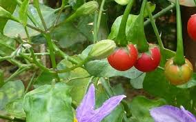 uống cà gai leo có mất ngủ không