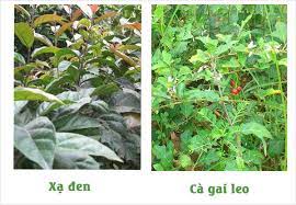 Cà gai leo xạ đen có tác dụng gì