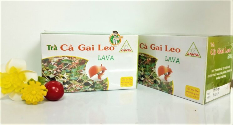Tác dụng của trà cà gai leo bạn đã biết chưa Tác dụng của trà cà gai leo bạn đã biết chưa