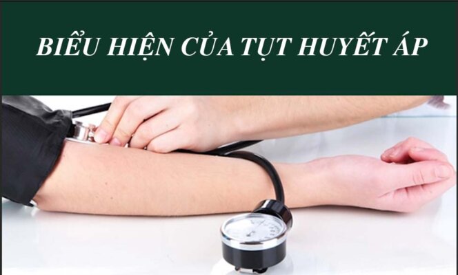 Uống cà gai leo có bị tụt huyết áp không Uống cà gai leo có bị tụt huyết áp không
