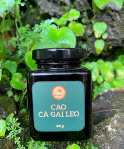 Uống cà gai leo có hại dạ dày không Uống cà gai leo có hại dạ dày không