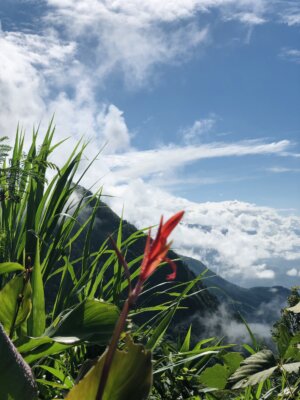 Củ dong riềng bao nhiêu calo