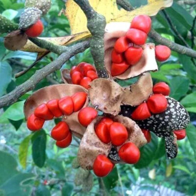 Cây hạt dổi nếp Tây Bắc như thế nào Cây hạt dổi nếp Tây Bắc như thế nào