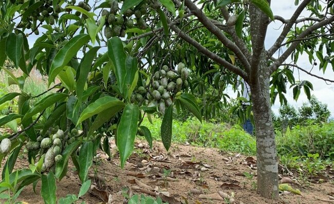 Cây hạt dổi nếp Tây Bắc như thế nào