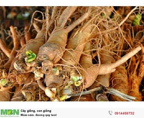 Bỏ túi thông tin mới về giá sâm đương quy tươi