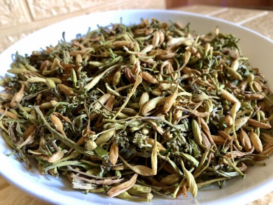 Cách phơi hoa đu đủ đực, đơn giản và dễ làm Cách phơi hoa đu đủ đực, đơn giản và dễ làm