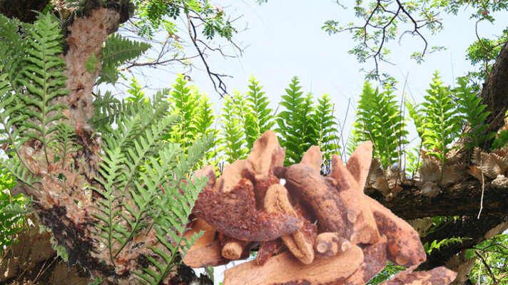 Cây tắc kè đá ngâm rượu từ lâu đã được biết đến như một bài thuốc điều trị các bệnh về xương khớp, bổ thận, tán ứ và hoạt huyết