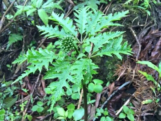 Củ tam thất ngâm mật ong