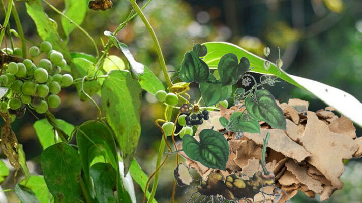 Tác dụng của thổ phục linh ngâm rượu