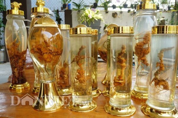 Củ tam thất khô ngâm rượu có tốt không