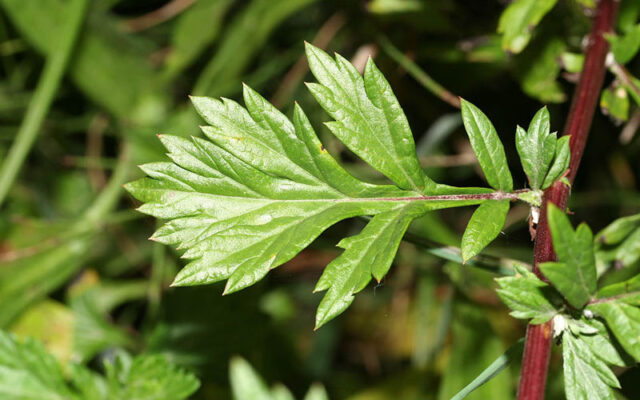 Tìm hiểu ngải cứu tím có tác dụng gì