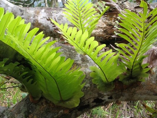 Tìm hiểu, tắc kè đá có tác dụng gì