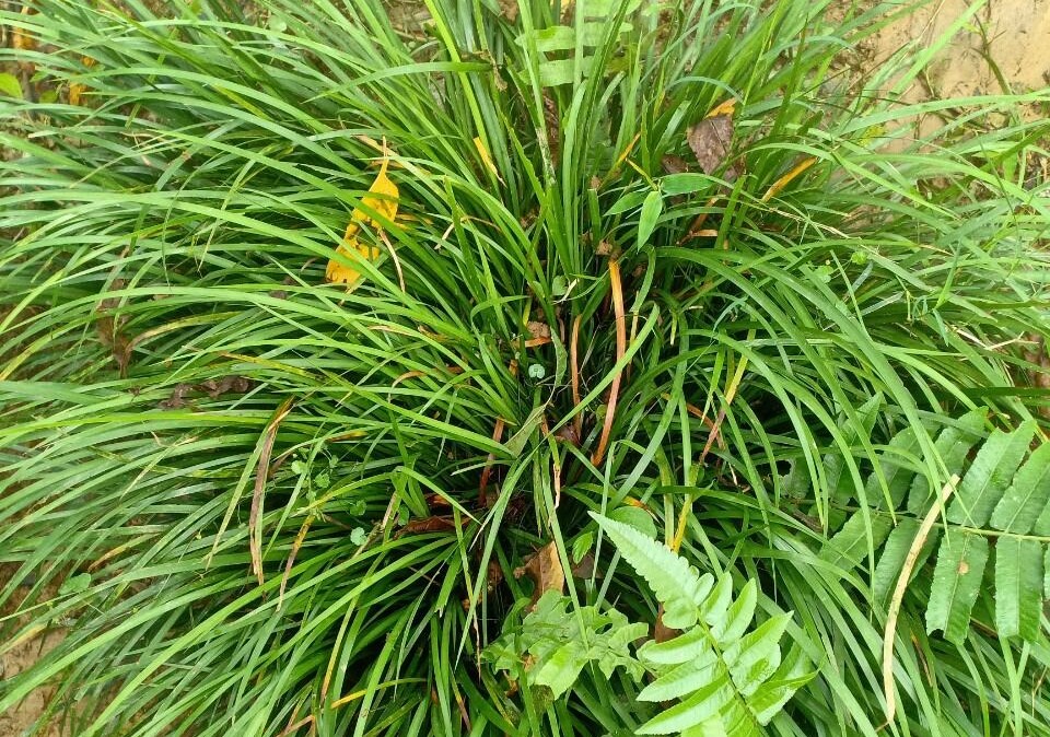 Hương Vị Đặc Trưng Của Món Ăn Tây Bắc Qua Cây Thắng Cố Hương Vị Đặc Trưng Của Món Ăn Tây Bắc Qua Cây Thắng Cố