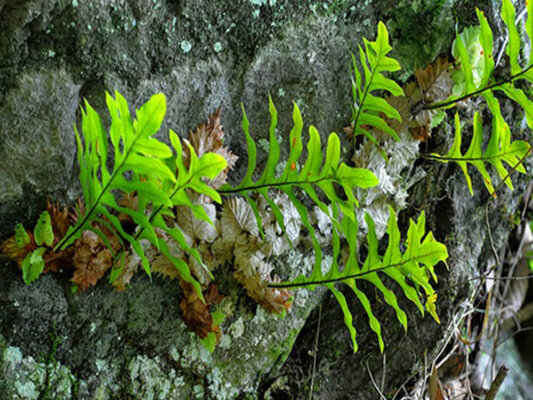 Tắc kè đá ngâm rượu có tác dụng gì