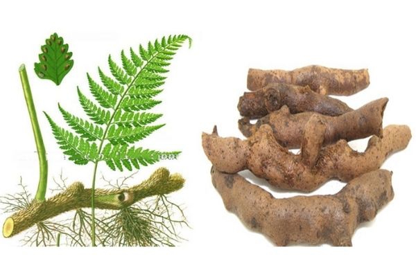 Cây tắc kè đá có tác dụng gì