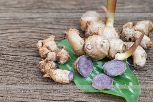 Rượu ngải đen, bạn từng nghe thấy chưa