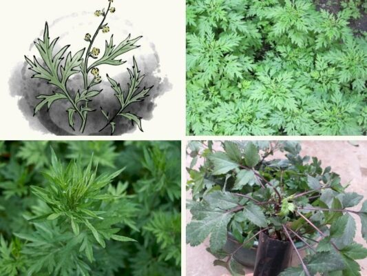 Rau ngải cứu tím và 1 số tác dụng