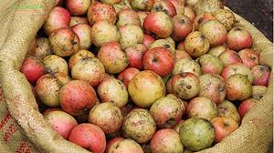 Hướng dẫn ngâm rượu táo mèo