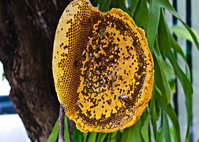 Mật ong rừng màu đen
