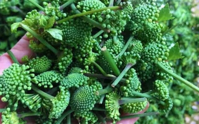 Nụ hoa tam thất ngâm rượu