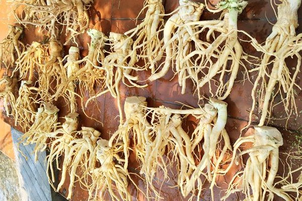 Rượu đinh lăng là một trong những nét văn hóa truyền thống của người Việt Nam. Đây không chỉ là một loại thức uống quý giá với tác dụng bồi bổ sức khỏe,