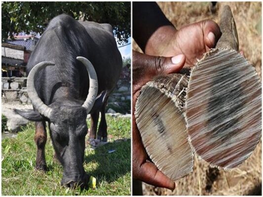 Top 6 tác dụng của da trâu khô