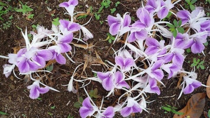 Tác dụng của tam thất ngâm mật ong