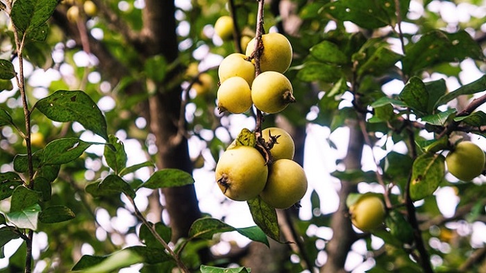 Cách ngâm rượu táo mèo khô với mật ong