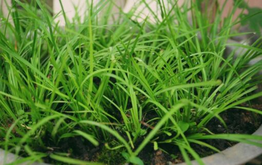 Cây thắng cố là cây gì?