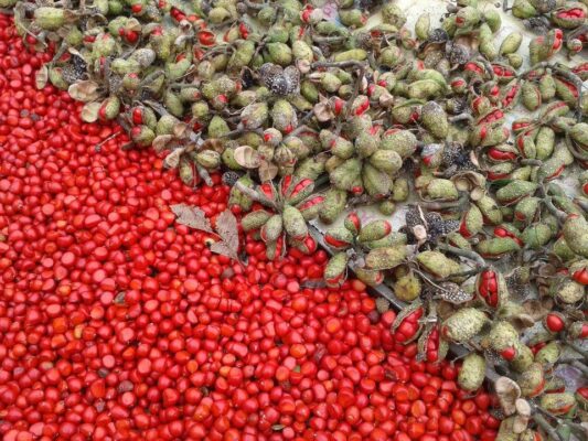 Rượu hạt dổi