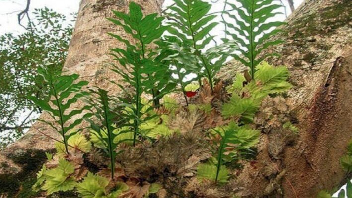 1 số tác dụng của cây tắc kè đá